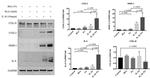 COX2 Antibody in Western Blot (WB)