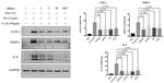 COX2 Antibody in Western Blot (WB)