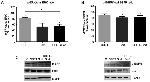 Phospho-ERK1/ERK2 (Thr185, Tyr187) Antibody in Western Blot (WB)