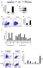 CD140a (PDGFRA) Antibody in Flow Cytometry (Flow)