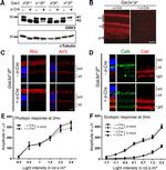 GSK3 alpha/beta Antibody in Western Blot (WB)