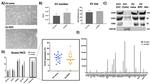 ITGB1 Antibody in Western Blot (WB)