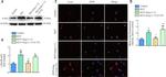 alpha Synuclein Antibody in Immunocytochemistry (ICC/IF)