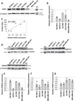 RAB5 Antibody in Western Blot (WB)