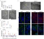 Claudin 2 Antibody in Immunohistochemistry (IHC)