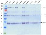 6x-His Tag Antibody in Immunoprecipitation (IP)