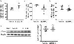 COX2 Antibody in Western Blot (WB)