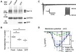 GAPDH Antibody in Western Blot (WB)