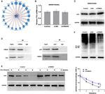 p53 Antibody in Western Blot, Immunoprecipitation (WB, IP)