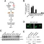 GAPDH Antibody in Western Blot (WB)