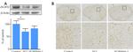 ALDH2 Antibody in Western Blot (WB)