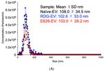 CD63 Antibody in Western Blot (WB)