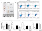 IL-17A Antibody in Flow Cytometry (Flow)