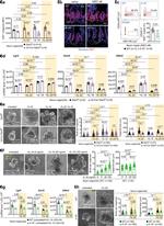 CD24 Antibody in Flow Cytometry (Flow)