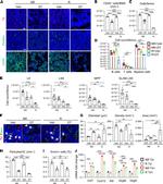 CD45R (B220) Antibody in Flow Cytometry (Flow)