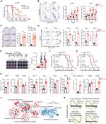 CD86 (B7-2) Antibody in Flow Cytometry (Flow)