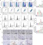 CD86 (B7-2) Antibody in Flow Cytometry (Flow)