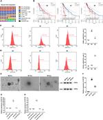 CD163 Antibody in Flow Cytometry (Flow)