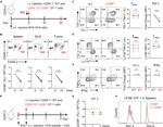 CD279 (PD-1) Antibody in Flow Cytometry (Flow)