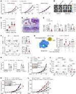 IFN gamma Antibody in Flow Cytometry (Flow)