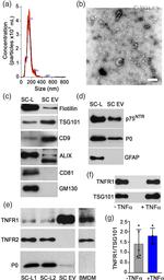 TNFR2 Antibody in Western Blot (WB)