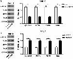 SNAIL Antibody in Western Blot (WB)