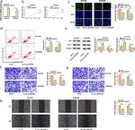 Bax Antibody in Western Blot (WB)