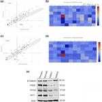 beta Catenin Antibody in Western Blot (WB)