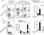 IL-13 Antibody in Flow Cytometry (Flow)