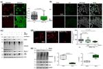 Parkin Antibody in Western Blot (WB)