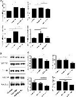 beta Catenin Antibody in Western Blot (WB)