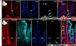 beta Actin Antibody in Immunohistochemistry (PFA fixed) (IHC (PFA))