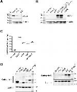 beta Actin Antibody in Western Blot (WB)