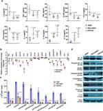 CD4 Antibody in Flow Cytometry (Flow)