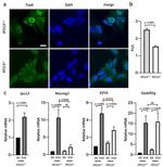 PAX6 Antibody in Immunocytochemistry (ICC/IF)