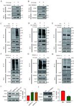 HA Tag Antibody in Immunoprecipitation (IP)