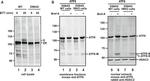 Mouse IgG (H+L) Highly Cross-Adsorbed Secondary Antibody in Western Blot (WB)