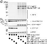 Mouse IgG (H+L) Secondary Antibody in Western Blot (WB)