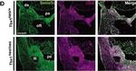 Rabbit IgG (H+L) Highly Cross-Adsorbed Secondary Antibody in Immunohistochemistry (Frozen) (IHC (F))