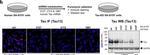 Mouse IgG (H+L) Highly Cross-Adsorbed Secondary Antibody in Immunocytochemistry (ICC/IF)