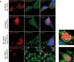 Rabbit IgG (H+L) Cross-Adsorbed Secondary Antibody in Immunocytochemistry (ICC/IF)