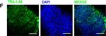 Mouse IgG (H+L) Cross-Adsorbed Secondary Antibody in Immunocytochemistry (ICC/IF)