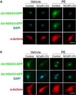 Mouse IgG (H+L) Cross-Adsorbed Secondary Antibody in Immunocytochemistry (ICC/IF)