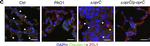 Mouse IgG (H+L) Cross-Adsorbed Secondary Antibody in Immunohistochemistry (Frozen) (IHC (F))