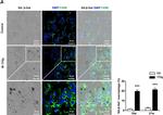 Rat IgG (H+L) Cross-Adsorbed Secondary Antibody in Immunohistochemistry (Frozen) (IHC (F))