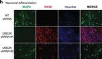 Rabbit IgG (H+L) Cross-Adsorbed Secondary Antibody in Immunocytochemistry (ICC/IF)