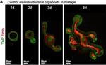 Mouse IgG (H+L) Highly Cross-Adsorbed Secondary Antibody in Immunohistochemistry (IHC)