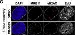 Rabbit IgG (H+L) Cross-Adsorbed Secondary Antibody in Immunocytochemistry (ICC/IF)