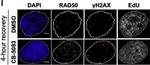 Rabbit IgG (H+L) Cross-Adsorbed Secondary Antibody in Immunocytochemistry (ICC/IF)