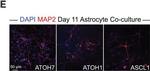 Rabbit IgG (H+L) Cross-Adsorbed Secondary Antibody in Immunocytochemistry (ICC/IF)